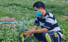 Dưa hấu hơn 2.000 đồng/kg, hy vọng về cái Tết đủ đầy nguội dần