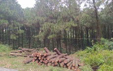 Tạm giữ sư trụ trì và 3 người để điều tra vụ chặt rừng thông
