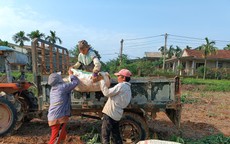 Người nông dân lao đao vì hàng trăm ha sắn có nguy cơ mất trắng sau mưa lũ