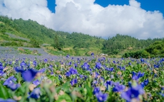 Nhiều du khách thích thú chụp cùng đồi hoa sắc tím như đồi hoa lavender của Châu Âu ở Bắc Hà, Lào Cai