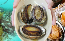 Loại hải sản bổ dưỡng ở Việt Nam được bán với giá gần 1 triệu đồng/kg