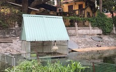 6 con thiên nga nuôi ở hồ Thiền Quang bị chết