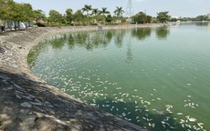 Hải Phòng: Nguyên nhân cá chết hàng loạt nổi trắng mặt hồ điều hòa