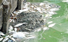 Hà Nội: Cá chết lại nổi trắng xóa mặt Hồ Tây