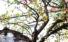 Gia chủ tiết lộ thu nhập "khủng" nhờ cây hồng cổ trăm tuổi "quý hơn vàng" ở Ninh Bình