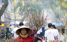 Hà Nội sẽ tổ chức 91 điểm chợ hoa phục vụ Tết Nguyên đán Quý Mão 2023