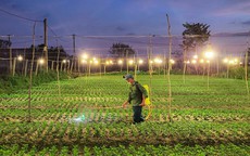 [Ảnh] Nông dân Quảng Bình chong hàng ngàn bóng đèn ‘nuôi’ hoa Tết