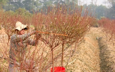 Làng trồng đào lớn thứ 2 Hà Nội bắt đầu khởi động cho vụ Tết Nguyên đán 
