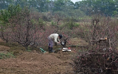 Làng trồng đào lớn thứ 2 Hà Nội bắt đầu khởi động cho vụ Tết Nguyên đán