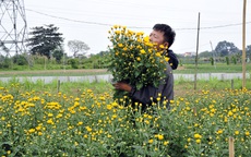Người dân làng Tây Tựu hối hả thu hoạch hoa dịp cận Tết