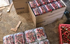 Dâu tây Mộc Châu "nhuộm đỏ" chợ mạng, loại rẻ nhất giá chỉ 110k/kg