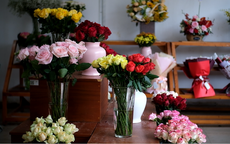 Giá hoa hồng Đà Lạt tăng kỷ lục trước ngày Valentine