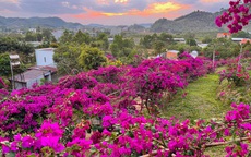 Vợ chồng biến 5500 m2 đất cằn thành khu đồi hoa giấy đẹp như mơ ở Lâm Đồng