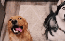 Nhà nuôi 1 chó Golden và 1 chó Husky, chủ cười ra nước mắt trước kết quả cuộc 'vụng trộm'