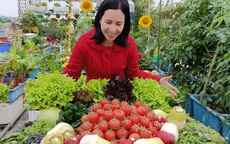 Nữ giáo viên mê trồng rau, về quê chở đất lên phố làm vườn sân thượng