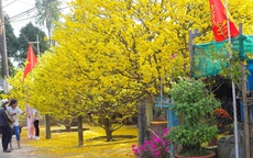 Hàng mai già rải thảm hoa vàng rực ở miền Tây
