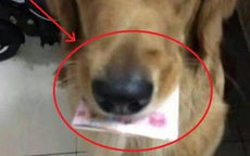 Chó Golden tha về nhà tờ tiền 100 tệ, chủ vừa nhận lấy đã tái mặt: Lập tức báo cảnh sát!