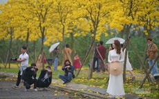 Chị em Hà Nội xúng xính váy áo ‘check in’ đường vàng rực hoa phong linh