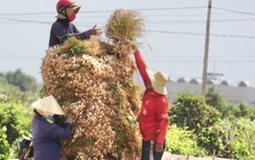 Người dân đảo Lý Sơn lao đao với "vàng trắng"