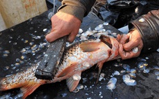 Phần này của cá còn bổ hơn cả phần thịt: Vừa là bảo bối trường thọ, vừa là "thần dược làm đẹp", nhiều người đang vứt bỏ mà không biết