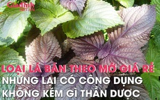 Loại lá ở Nhật được xem như "lá hồi sinh", Việt Nam trồng cả vườn, bán theo mớ rẻ bèo