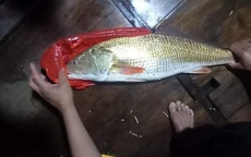 Ngư dân Hà Tĩnh bắt được cá "lạ", nghi cá sủ vàng quý hiếm