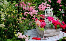Khu vườn hoa hồng đẹp như cổ tích trên sân thượng của cô gái trẻ