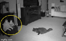 Xem lại camera an ninh, chủ rùng mình khi thấy hiện tượng lạ khiến mèo cưng "chạy mất dép"