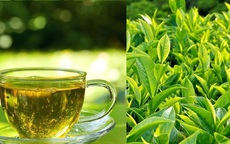 Uống trà xanh vào 4 thời điểm này còn tốt hơn thuốc bổ, giúp giảm nguy cơ mắc tiểu đường, tim mạch và ngăn ngừa tế bào ung thư!