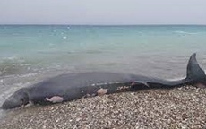 Cá voi mõm khoằm dạt vào bờ biển, đội cứu hộ kiểm tra mới phát hiện sự thật chua xót về con vật
