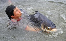 Chăm đàn ‘thủy quái’ sông Mê Kông: Gia sản tiền tỷ của lão nông Cần Thơ