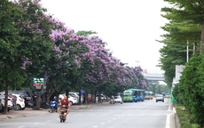 Ngắm con đường rực rỡ sắc tím hoa bằng lăng bên công viên Hòa Bình