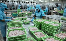 Loài cá nuôi đầy ở Việt Nam bán sang Châu Phi đắt gấp 2 lần xuất Mỹ, 3 lần đi Trung Quốc
