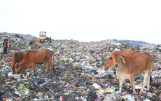 Thanh Hóa: Cận cảnh bãi rác lớn nhất tại Sầm Sơn trước khi bị “khai tử”