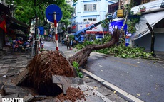 Mưa lớn trong đêm ở Hà Nội: Cây to bật gốc đè vào nhà dân trên phố cổ