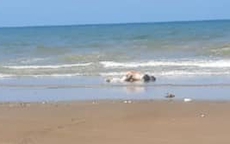 Phát hiện thi thể nam giới trôi dạt vào bờ biển Hà Tĩnh