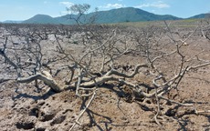 Rừng phòng hộ ven biển Hà Tĩnh chết hàng loạt chưa rõ nguyên nhân