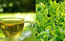 Mùa hè uống trà xanh nhất định phải kiêng kỵ 6 điều này nếu không sẽ vô cùng hại sức khỏe