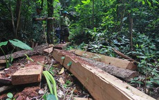 Đình chỉ công tác trạm trưởng trạm bảo vệ rừng vì để lâm tặc phá rừng trạm bảo vệ 