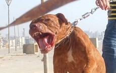 Qua nhà bà nội chơi, bé trai 8 tuổi bị chó Pitbull cắn tử vong