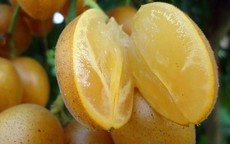 Bất ngờ công dụng trái cây "vàng" mùa hè, nhiều người Việt ăn thường xuyên mà không biết