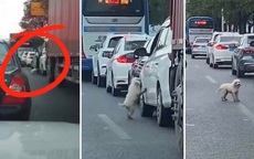 Cảnh sát truy tìm tài xế bỏ rơi thú cưng giữa đường gây tắc nghẽn giao thông