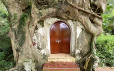 Thanh Hoá: Kỳ bí cây si hàng trăm tuổi “ôm” trọn ngôi chùa cổ