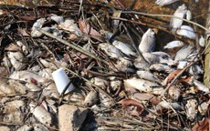 Cá chết bất thường tại hồ cấp nước sinh hoạt cho thành phố Hà Tĩnh