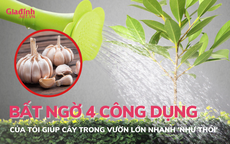 Bất ngờ với 4 công dụng của tỏi giúp cây trong vườn lớn nhanh 'như thổi'