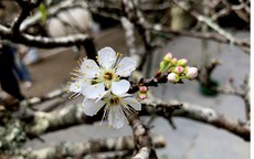 Hà Nội nắng chói chang, mận và đào rừng về phố khoe sắc