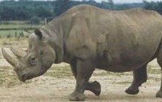 Làm rõ nguyên nhân 6 con tê giác chết ở khu sinh thái Mường Thanh Diễn Lâm