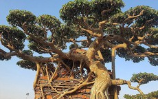 Chiêm ngưỡng cây sanh có bộ rễ như hóa thạch, trả 100 cây vàng chủ nhân nhất quyết không bán