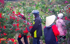 Chợ hoa lớn nhất Hà Nội hối hả phục vụ dịp cận Tết