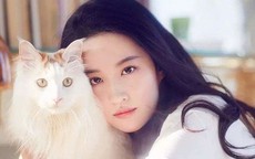 Lưu Diệc Phi sống độc thân cùng 16 con mèo, có bộ sưu tập xe hàng hiệu